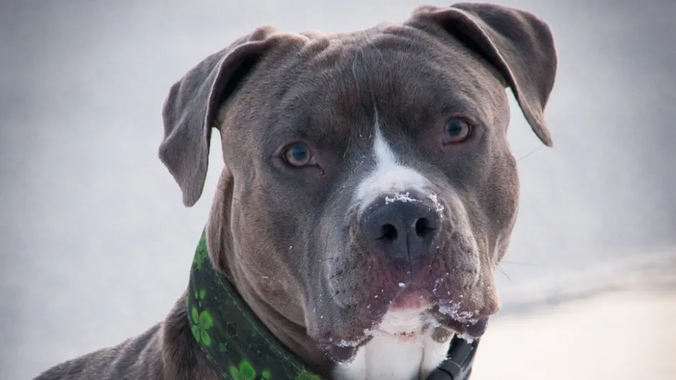 Alertă într-un mall din Galați după apariția a doi câini posibil amstaff. Ce au făcut jandarmii cu cele două animale