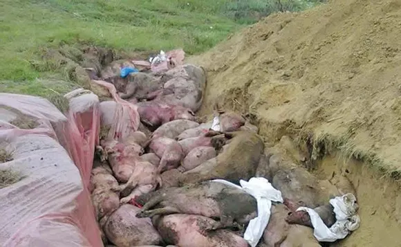 Trei noi cazuri de pestă porcină în judeţul Galaţi