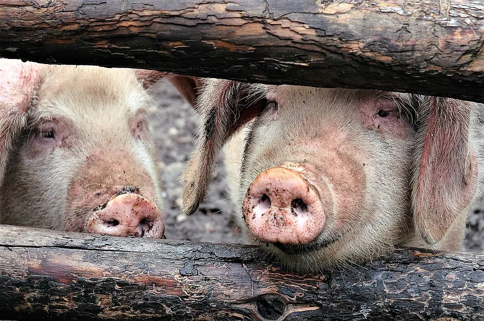 Un nou caz de pestă porcină africană în judeţul Galaţi