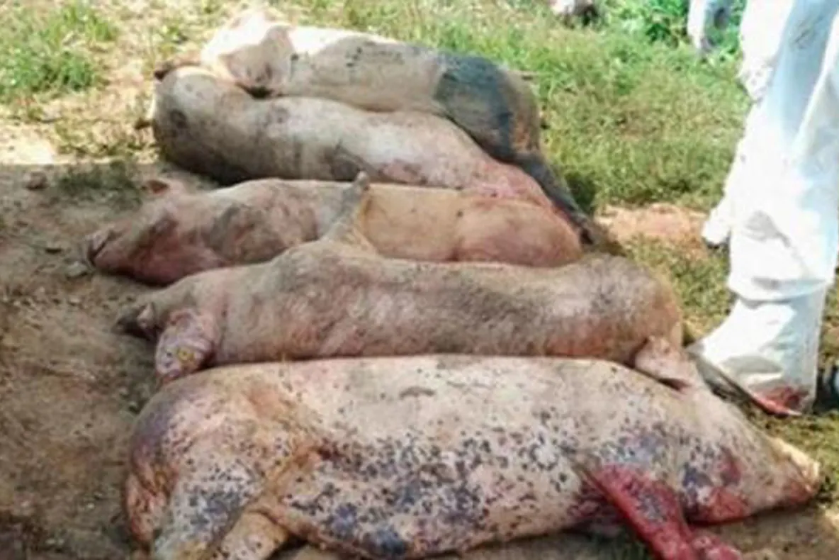 Încă un focar de pestă porcină confirmat în judeţul Galaţi