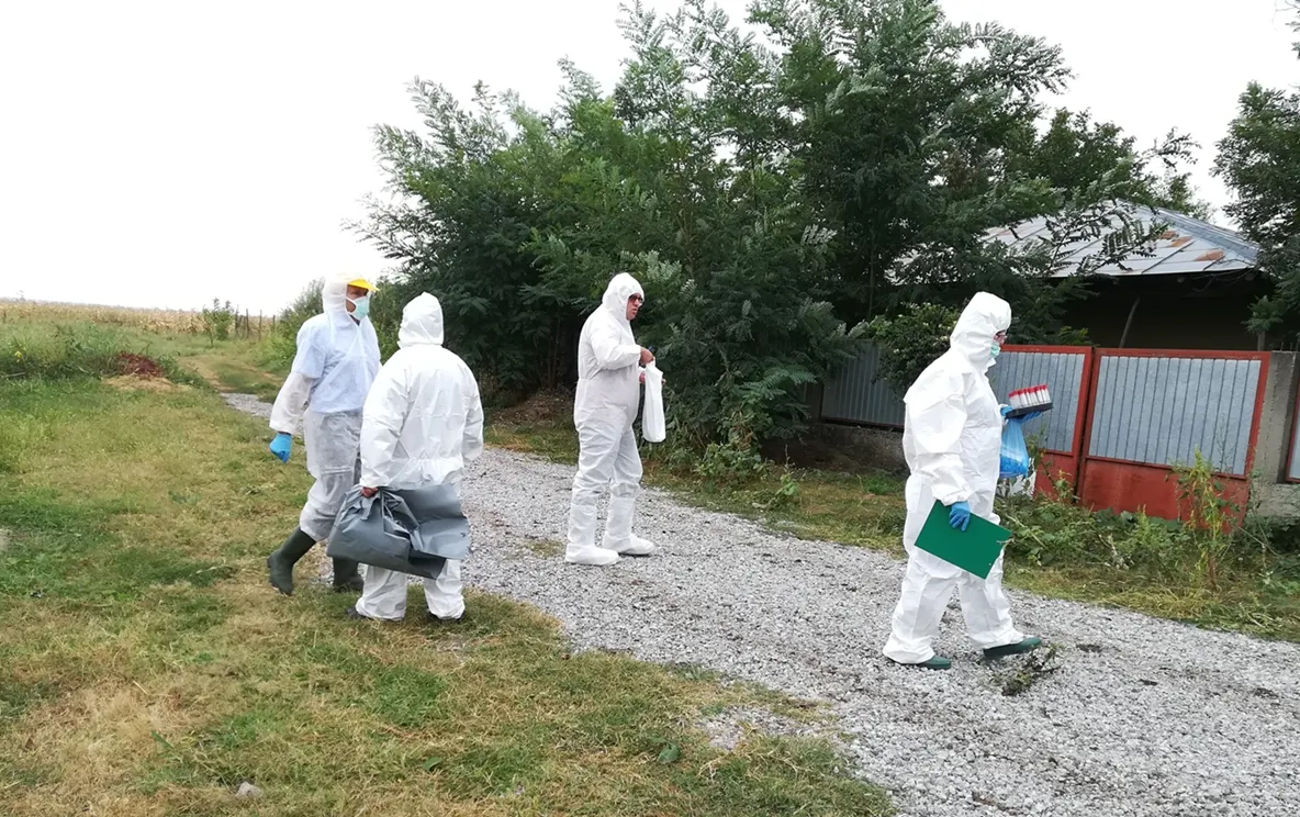 Pesta porcină se extinde în județ