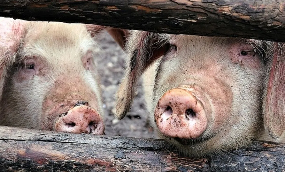 Focare noi de pestă porcină africană, la Braniştea şi Şendreni