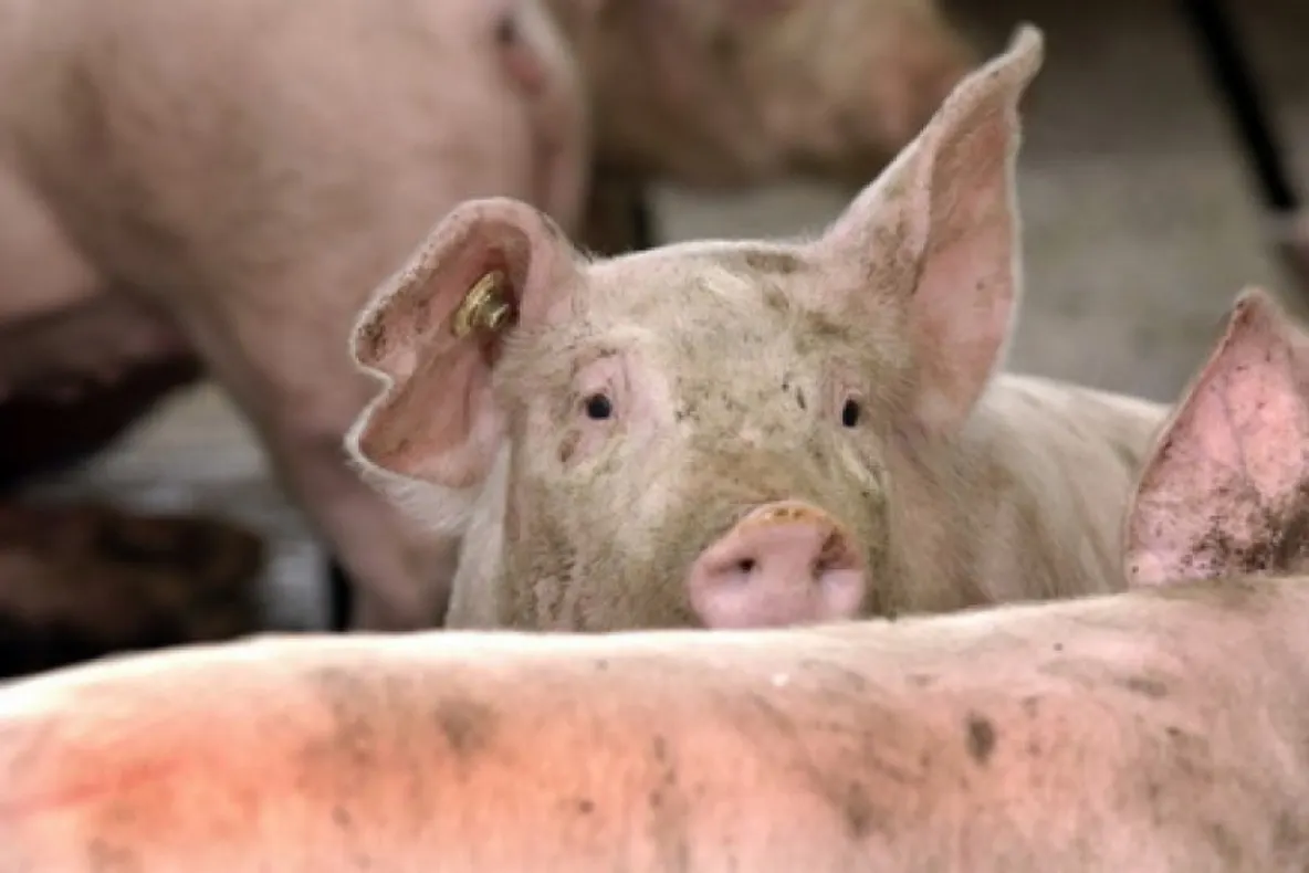 Încă un caz de pestă porcină africană în judeţul Galaţi