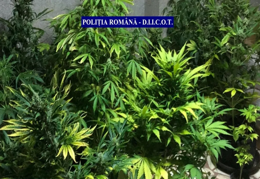 VIDEO: Gălățean arestat preventiv pentru cultivare de cannabis