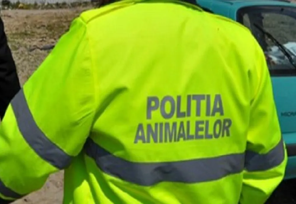 Atenție! Imagini cu un puternic impact emoțional. Câine călcat de mașină în Galați