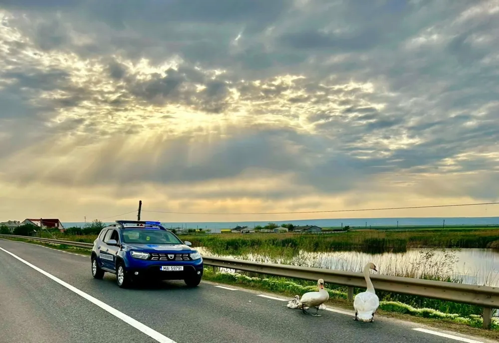 Siguranța unei familii de lebede asigurată de către polițiștii de frontieră