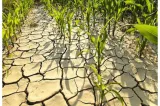 Europa, amenințată de o criză agricolă fără precedent