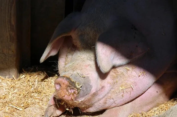 porc
