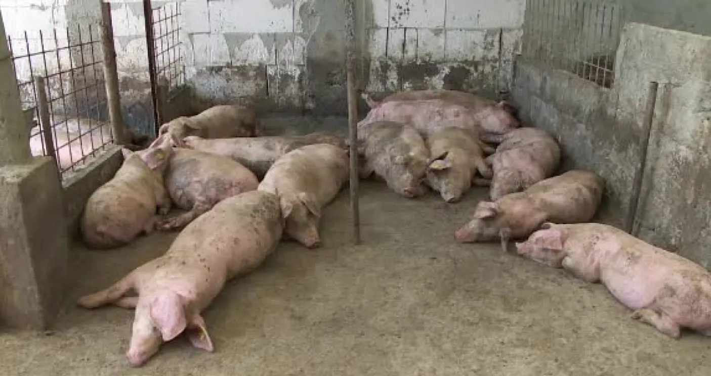 porci