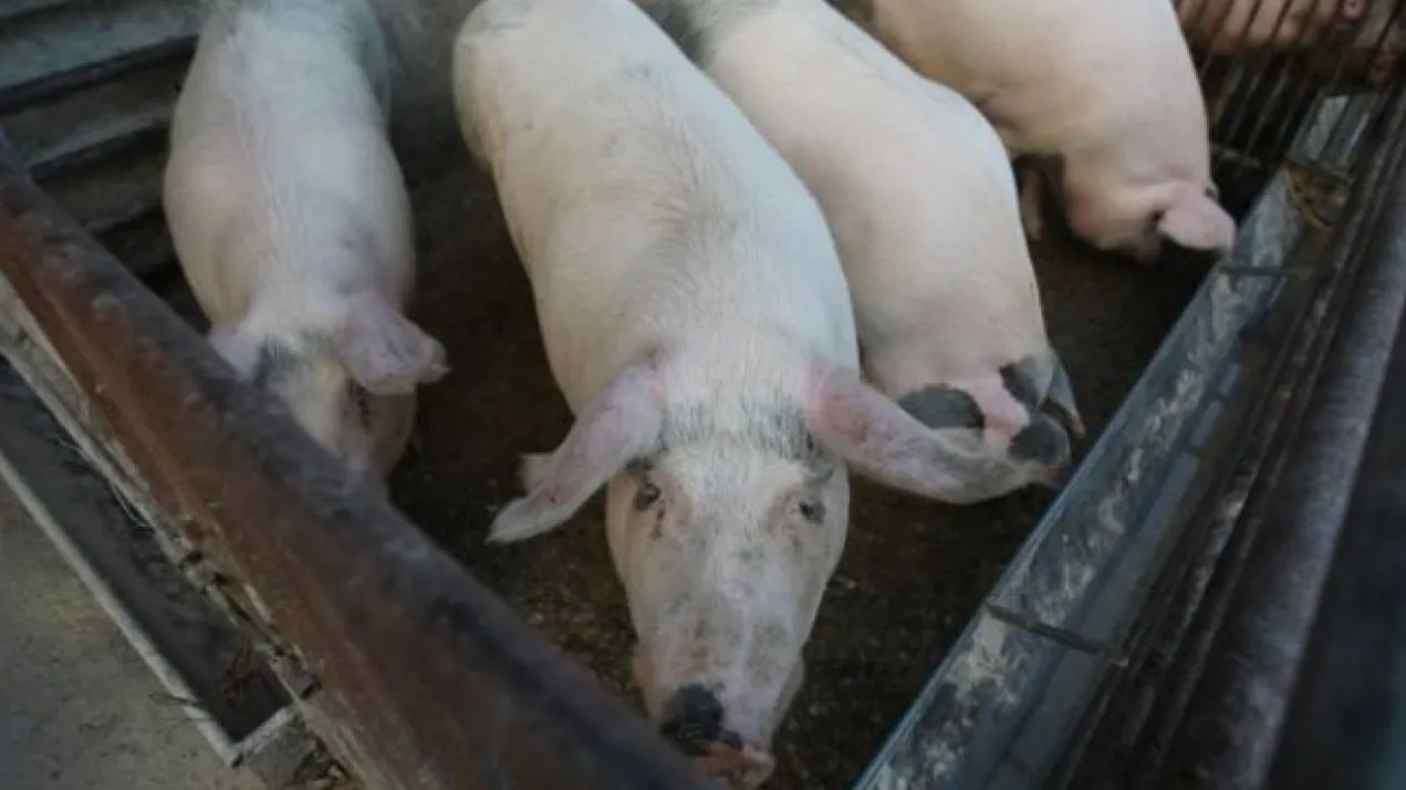 porci