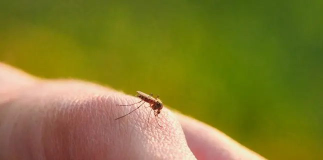 The bite of a mosquito with blood on human body