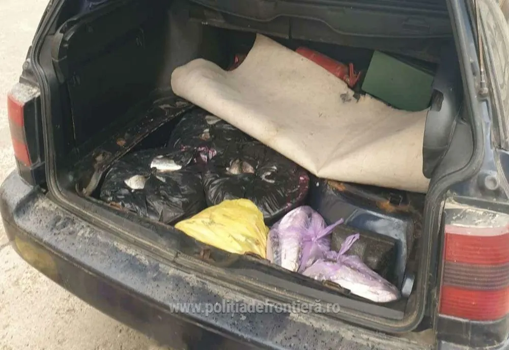 Depistat de polițiștii de frontieră cu 53 kg de scrumbie în portbagaj