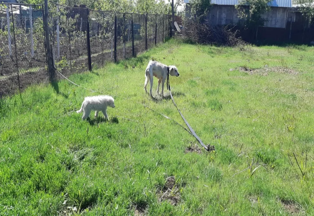 Câine schingiuit de stăpân, trimis de polițiștii din cadrul Biroului pentru Protecția Animalelor la un adăpost