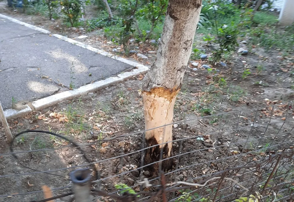 Video: Nuc sănătos ciopârți de o locatară din zonă