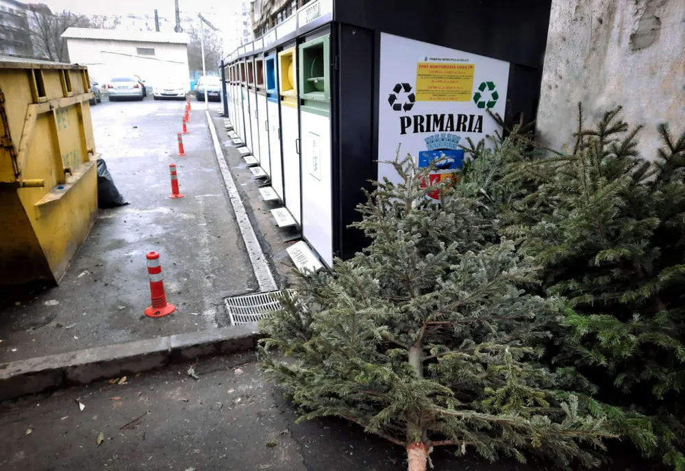 Gălățenii sunt rugați să lase brazii naturali de Crăciun lângă containere