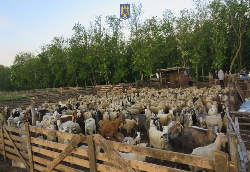 Foto+Video: Reținuți pentru 24 de ore pentru acuzația că ar fi furat 180 de ovine de la o stână amplasată în extravilanul satului Bălășești