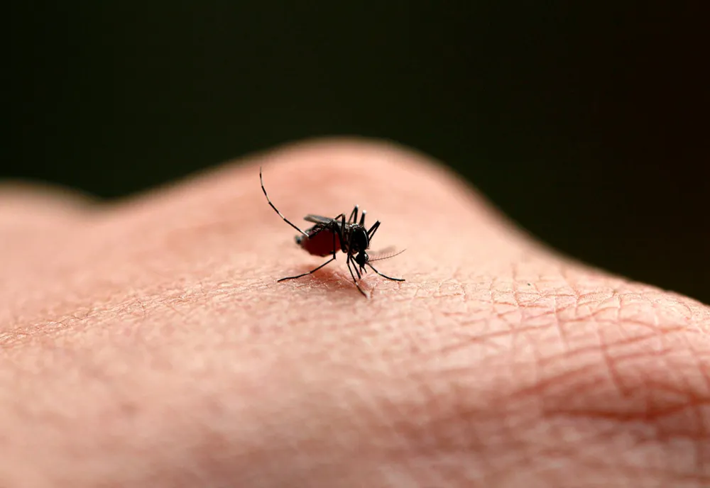 PATRU CAZURI DE INFECȚIE CU VIRUSUL WEST NILE RAPORTATE ÎN ROMÂNIA, DE LA ÎNCEPUTUL VERII
