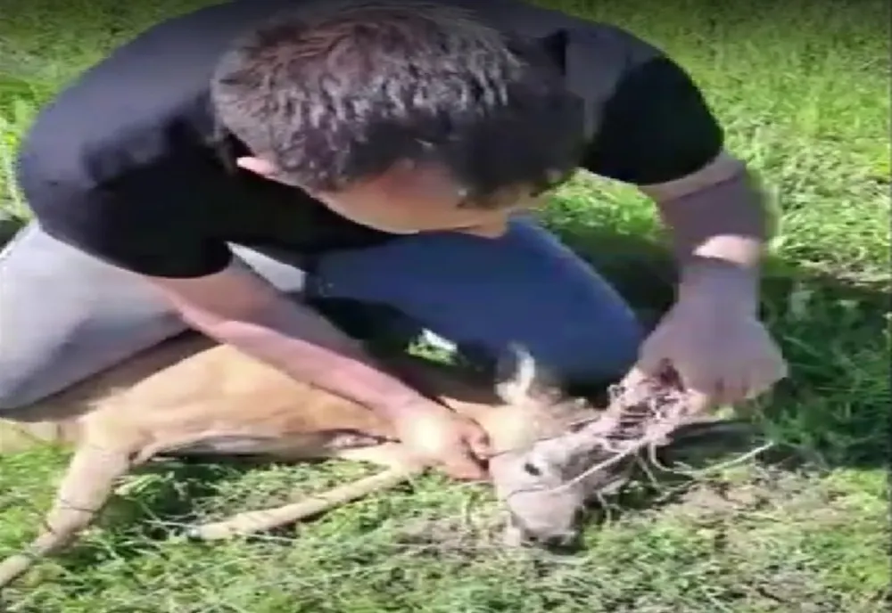 Video: Căprior salvat de vânătorii de la AJVPS Galați