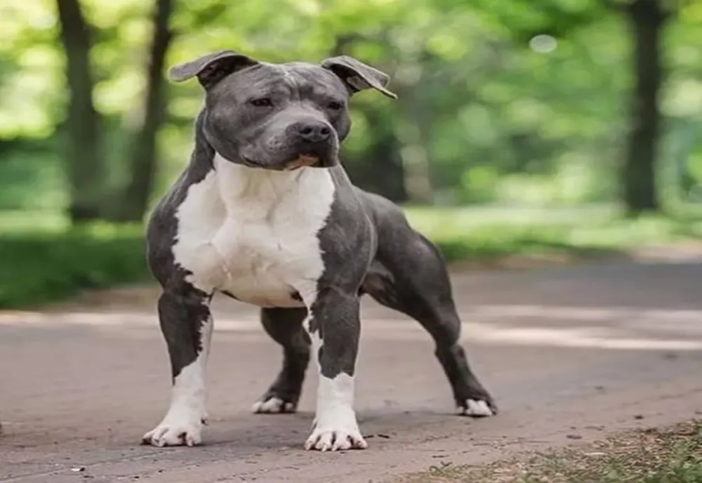 Gălăţean găsit decedat după ce a fost muşcat mortal de gât de un câine din rasa Amstaff