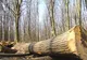 La Brăhăşeşti, hoţii de lemne au luat cu asalt pădurea