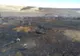 Aproape 200 de oi au ars de vii într-un incendiu de mari proporţii