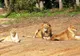 Grădina Zoologică de la Gârboavele va fi deschisă şi de Paşte