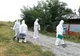 Pestă porcină africană în alte două localităţi gălăţene