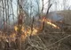 Incendiu de pădure pe o suprafaţă de 250 de hectare