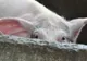 Şi comuna Oancea rămâne fără porci, din cauza pestei