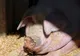 Sute de porci din Negrileşti vor fi ucişi din cauza pestei africane