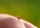 O gălăţeancă, infectată cu virusul West Nile după o excursie în Deltă