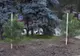 Administraţia gălăţeană va planta 2.000 de arbori în parcuri şi pe străzi