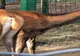 Acuzații la adresa administrației grădinii Zoo - ce spune un martor?