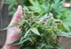 VIDEO Cultură de cannabis descoperită într-o pădure. Traficanții, prinși cu focuri de armă
