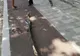 O creangă ruptă dintr-un copac a căzut peste un copil de 9 ani