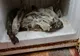FOTO+VIDEO: Excremente de şoareci în căni şi mâncare mucegăită, într-un restaurant din municipiul Galați