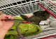 Caz șocant de cruzime față de animale în municipiul Galați
