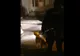 Video: Un câine din rasa Amstaff a creat panică printre locuitorii unui bloc din cartierul I.C. Frimu din municipiul Galați