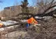 Echipele Societății Gospodărie Urbană Galați au intervenit pentru îndepărtarea unor arbori căzuți