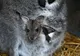 Campanie inedită la ZOO  din Pădurea Gârboavele 