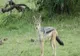 Caz șocant, în România: femeie mușcată de șacal, în timp ce încerca să-și salveze câinele